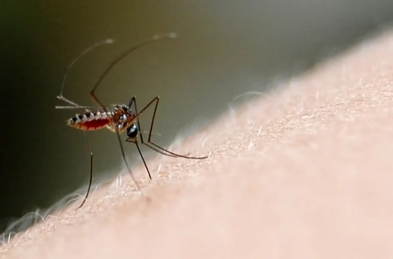 SLP registra ocho casos de Dengue
