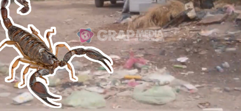 Ciudadanos forman basureros clandestinos y desatan plagas de alacranes en Matehuala