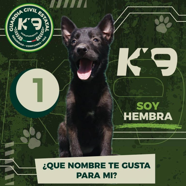 GOBIERNO ESTATAL INVITA A ELEGIR LOS NOMBRES DE LOS NUEVOS INTEGRANTES DEL AGRUPAMIENTO K9