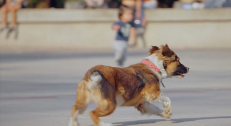 DUEÑOS DE PERROS ABUSAN DE LAS LEYES DE PROTECCIÓN ANIMAL