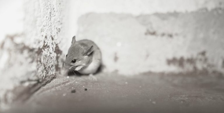 PLAGA DE RATAS AMENAZA LA SALUD Y EL COMERCIO DE ALIMENTOS EN MATEHUALA