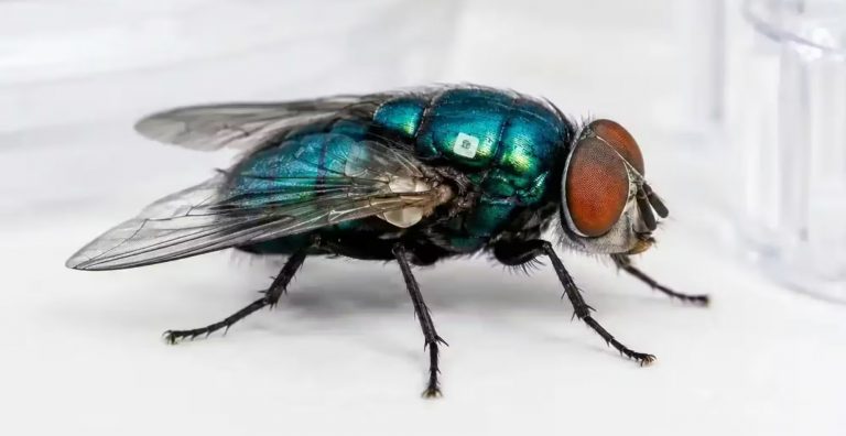 CONTROLAN PLAGA DE GUSANO BARRENADOR EN EL CAMPO POTOSINO