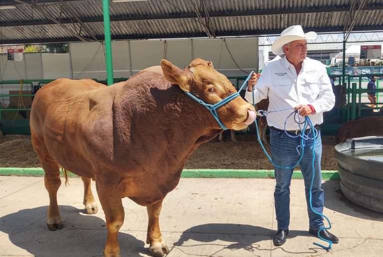 FENAPO EXHIBE LO MEJOR DEL GANADO LIMOUSIN NACIONAL