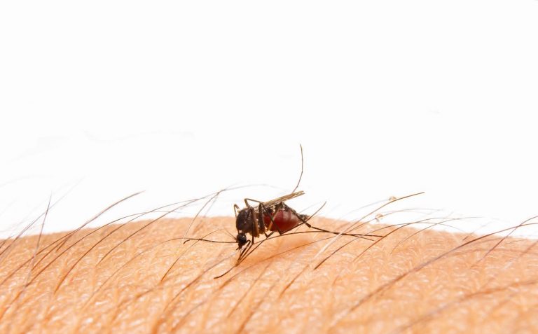 Descontrolado clima acelera reproducción del dengue en el Altiplano