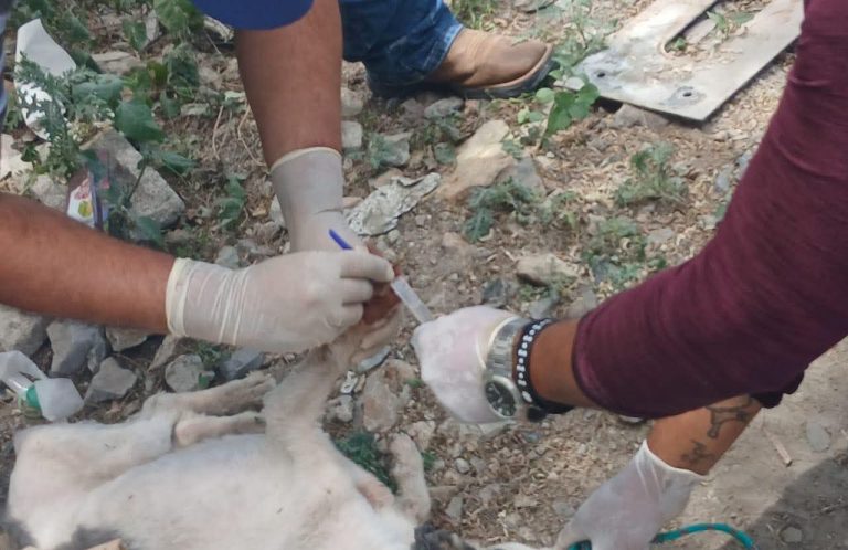 SALVAN A CANINO INFECTADO CON GUSANO BARRENADOR EN VILLA DE LA PAZ