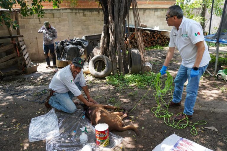 SLP REFUERZA EL COMBATE AL GUSANO BARRENADOR